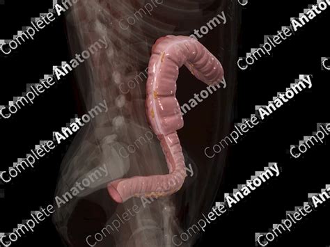 colon complete anatomy