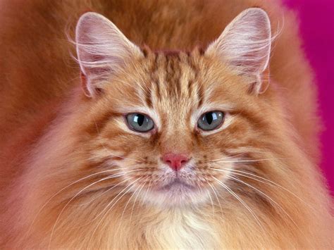 рыжий кот - Природа - Обои на рабочий стол - web.A.net