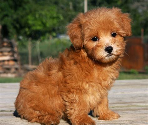 How Much Does a Maltipoo Puppy Cost