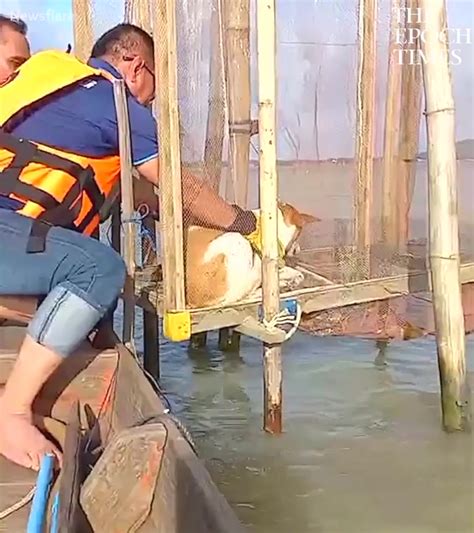 exhausted stray dog stuck  middle  lake   weeks  flash