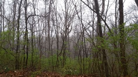 firs, fog, foggy, forest, mist, misty, mysterious, trees wallpaper