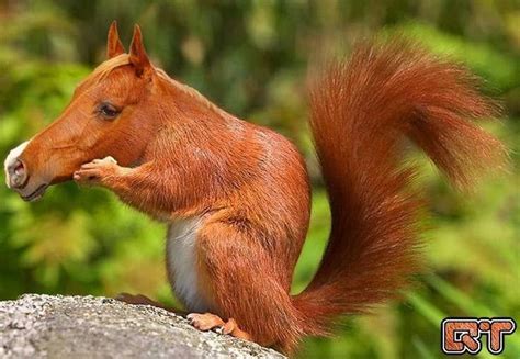 unsettling animal mashups      happened