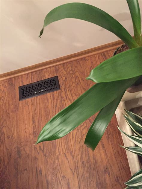 My indoor Bromeliad plant is pinching at the tips of all the leaves