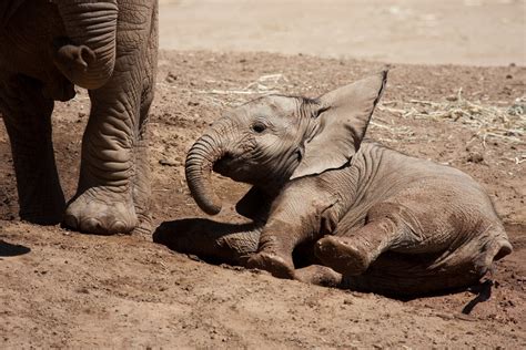 baby elephant playing  mud