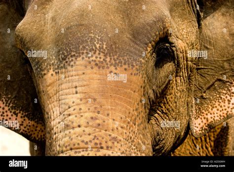 asian elephant  northern thailand stock photo alamy