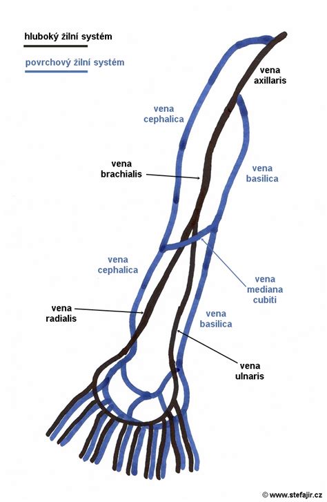 Vena mediana cubiti | Medicína, nemoci, studium na 1. LF UK