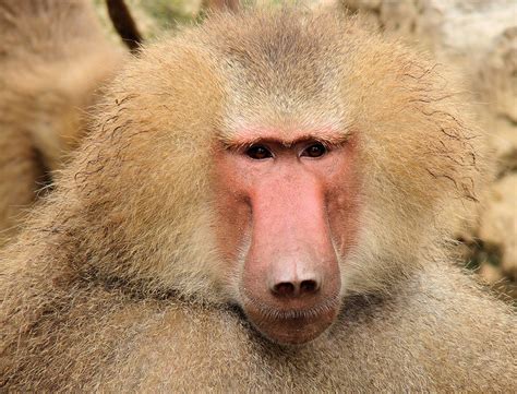 baboon facts