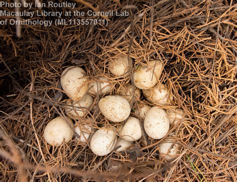 Chukar Eggs