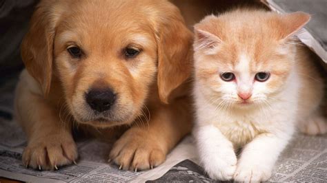 Baby Cats And Dogs Wallpapers - Wallpaper Cave