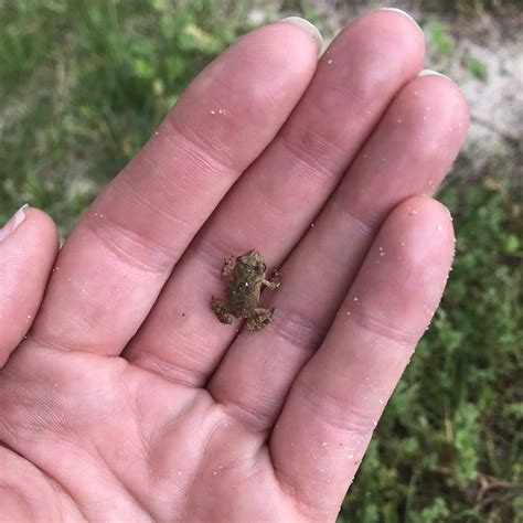 Copy of Tiny Tree Frog - Carolina Memorial Sanctuary