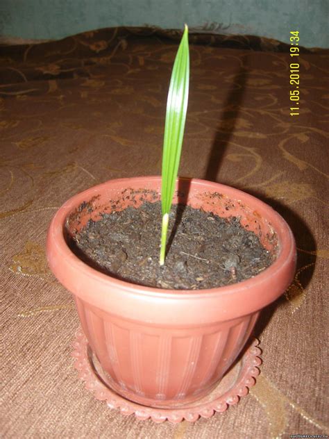 Финик из косточки (Множество фото) - treepics.ru