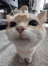 cute cat flower cat meme cute cat flower cat discover share gifs