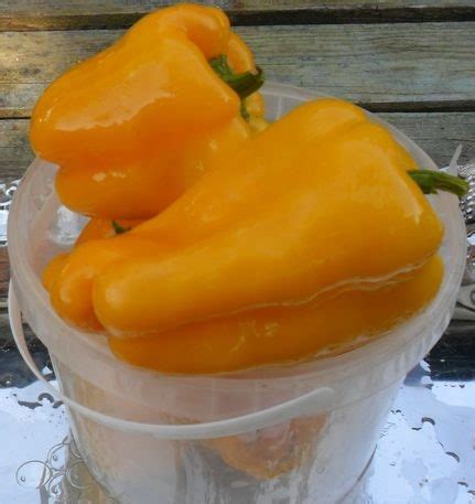 Перец Желтый Сладкий Северный Король (Yellow Sweet King of the North ...