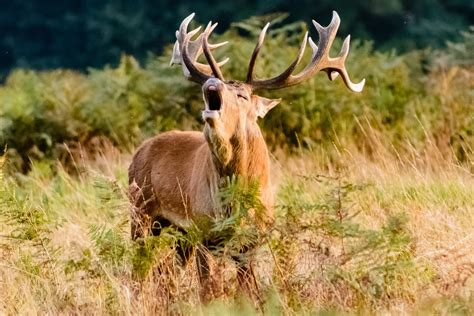 Red Stag Hunts » Outdoors International