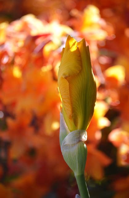 Iris Dwarf Beautiful Flowers - Free photo on Pixabay - Pixabay