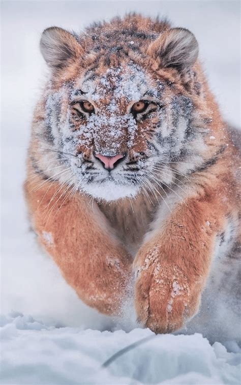 800x1280 Siberian Tiger In Snow Nexus 7,Samsung Galaxy Tab 10,Note ...