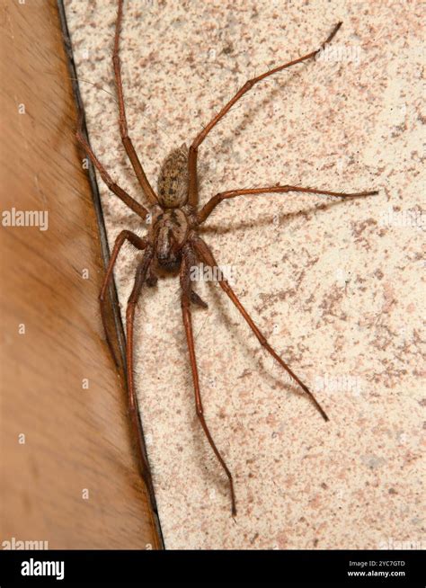 giant house spider eratigena duellica walking   mottled kitchen