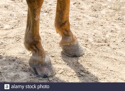 horse heels   close