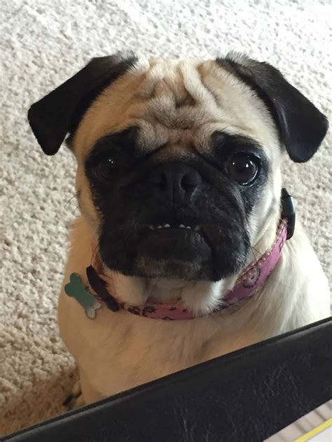 In Memory Of Evie (Evelyn Olivia) - Compassionate Care