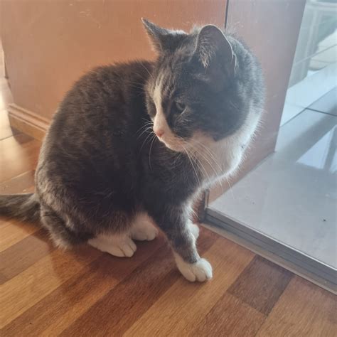 Blue Russian X Persian - Rockdale - PetsForHomes