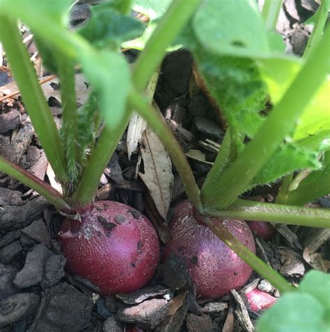 Are There Vegetables With Fast Growth: What Are Some Vegetables That