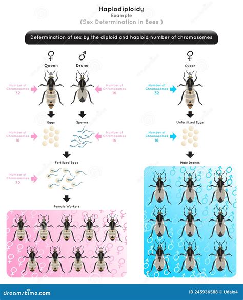 Haplodiploidy Infographic Diagram Sex Determination Stock Vector