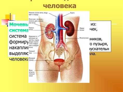 Заболевания мочеполовой системы у детей и их профилактика - презентация ...