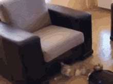Cat Pilesos GIF - Cat Pilesos - Discover & Share GIFs