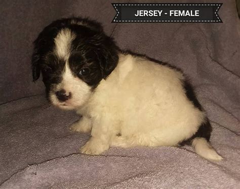 Pin on Maltese & Cavalier Mixed Puppies for Sale