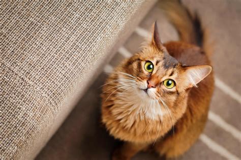Somali Cat Breed Health and Care | PetMD