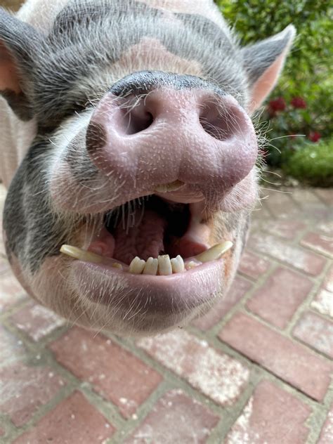 pig tusks rpigs