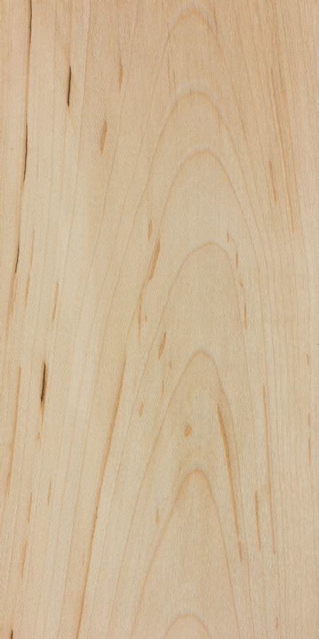 black maple  wood  hardwood