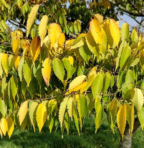 Zelkova serrata - Trees and Shrubs Online