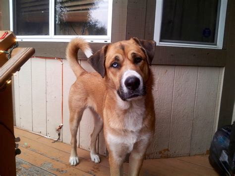 Saint Bernard German Shepherd Husky Mix