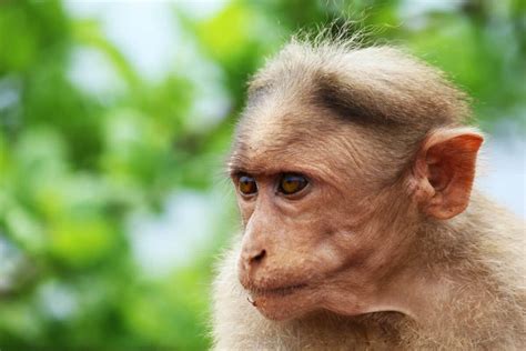 albino monkey wallpapers wallpaper cave