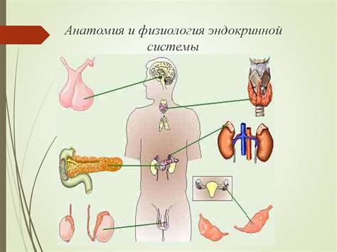 Анатомия и физиология эндокринной системы - презентация онлайн