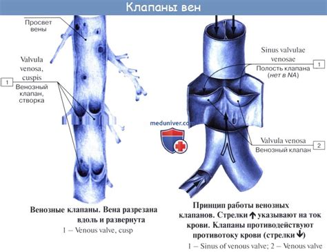 Анатомия: Кровеносная система. Артерии. Стенка артерий. Капилляры. Вены