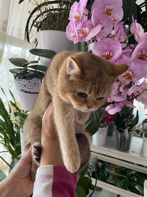 Золотая Шиншила котик