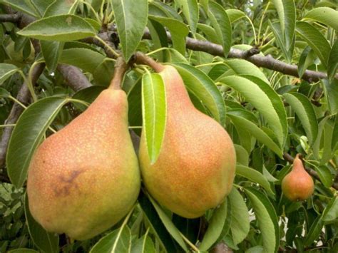 Лучшие сорта груши: описание, фото, вкусовые качества, самоплодные ...