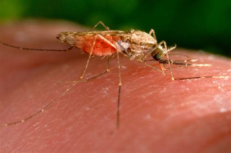 U.S. Sees First Cases of Local Malaria Transmission in Two Decades ...
