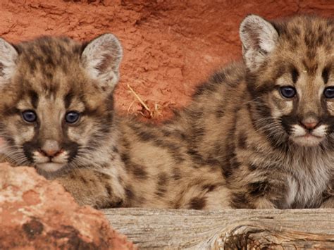 Mountain Lion Facts (Puma Concolor), 54% OFF