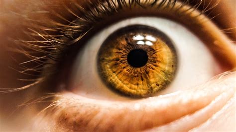 Melhores 500 fotos de olhos castanhos | Baixe imagens gratuitas no Unsplash