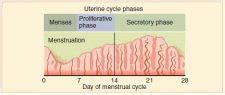 menstrual cycle human biology