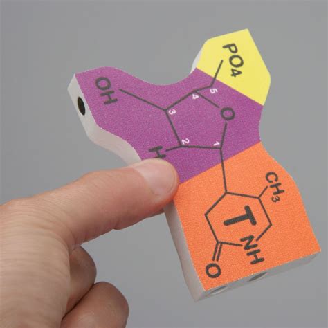 DNA Synthesis Set | Carolina Biological Supply