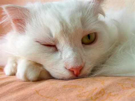 1,400+ Cat Wink Stock Photos, Pictures & Royalty-Free Images - iStock