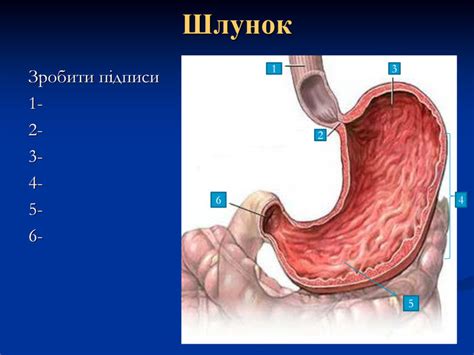Презентація "Травлення в шлунку"