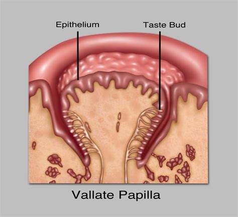 Circumvallate Papillae, Illustration Poster Print by Gwen Shockey ... 