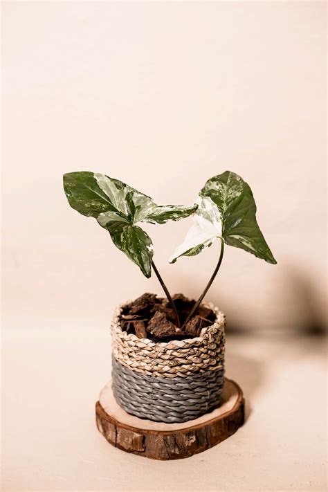 Syngonium albo variegata - Nusaplant