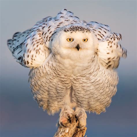Cutest Owl Species In The World - Infoupdate.org