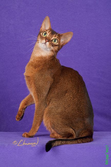 Abyssinian Cat Colors | Top Cat Directory | Abyssinian cats, Cat colors, Abyssinian